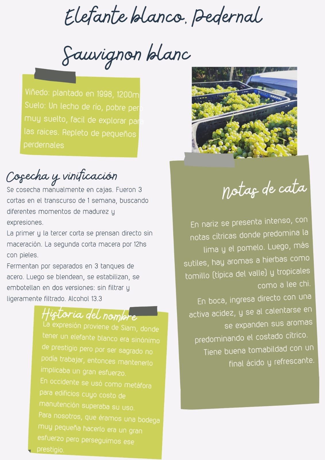 Elefante Wines Elefante Blanco Sauvignon Blanc 2025 - Imagen 2